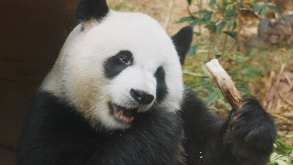 Cute giant panda bear eating bamboo