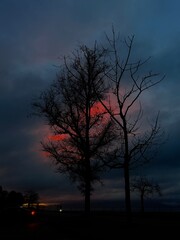 Fototapeta premium sunset in the forest