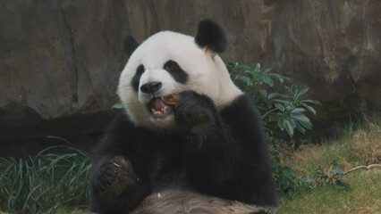 Cute giant panda bear eating bamboo