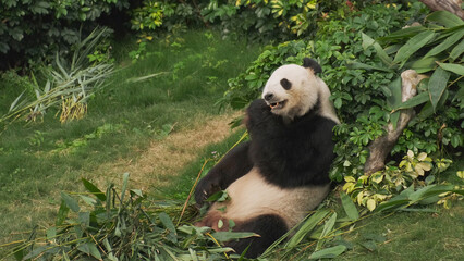 Cute giant panda bear eating bamboo