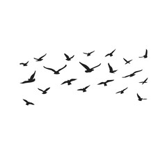 flock of birds