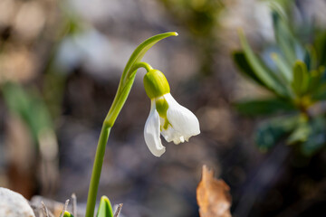 Giant snowdrop. Galanthus elwesii, Elwes's snowdrop or greater snowdrop, is a species of flowering...
