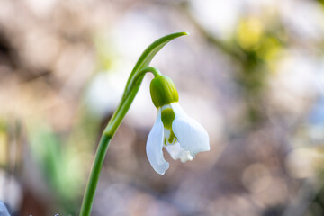 Giant snowdrop. Galanthus elwesii, Elwes's snowdrop or greater snowdrop, is a species of flowering...