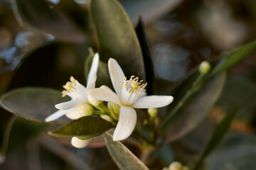 Flower of satsuma orange, satsuma mandarin, on the branch. Orange, lemon, tangerine tree blossom. Lemon flowers on the tree with blurred blue sky background. tangerine flower.