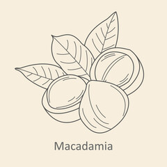 Macadamia nuts with leaves, hand-drawn botanical illustration, organic food sketch, healthy nut design, tropical plant line art, raw macadamia kernel, minimalist natural outline