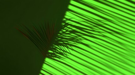 Obraz premium Palm leaf shadow on a vibrant green background