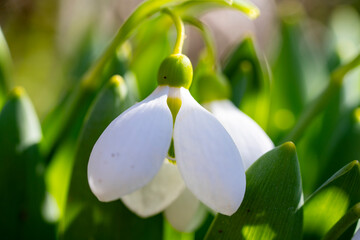 Giant snowdrop. Galanthus elwesii, Elwes's snowdrop or greater snowdrop, is a species of flowering...