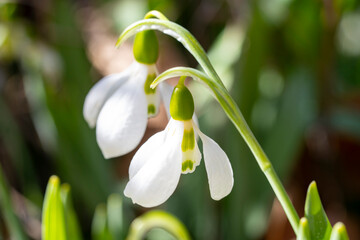 Giant snowdrop. Galanthus elwesii, Elwes's snowdrop or greater snowdrop, is a species of flowering...
