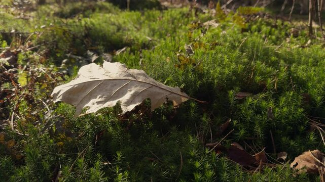 A dry autumn leaf rests on a bed of moss in the forest under soft light. Slider right to left.