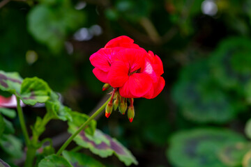 Crane's-bill .Geranium is a genus of 422 species of annual, biennial, and perennial plants that are...