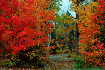 beautiful fall color at Algonquin Provincial Park