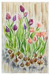 Bouquet of tulips watercolor illustration