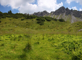 Mountain meadow with Alchemilla plants and grass bushes in Vorarlberg region in the Austrian Alps