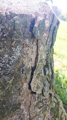 Black beetles in bark of old tree 
