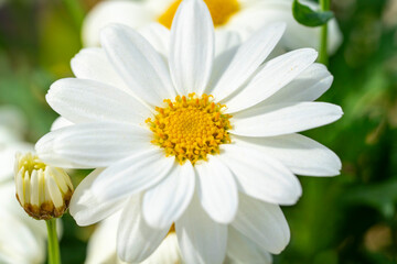 Obraz premium Common daisy. Bellis perennis, the daisy, is a European species of the family Asteraceae, often considered the archetypal species of the name daisy. To distinguish this species from other plants known