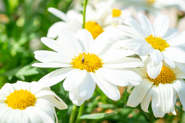 Fototapeta premium Common daisy. Bellis perennis, the daisy, is a European species of the family Asteraceae, often considered the archetypal species of the name daisy. To distinguish this species from other plants known