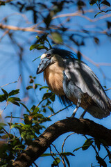 Adult Boat-Billed Heron (Cochlearius cochlearius) perched in a tree against a natural background of lush tree foliage and blue sky