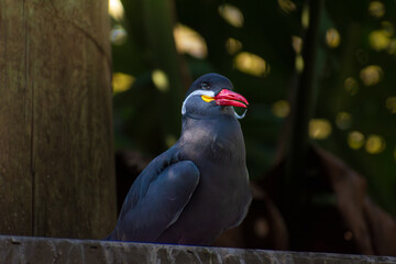 Adult Inca tern (Larosterna inca) bird perched on a concrete ledge against a dark natural background of lush foliage and filtered sunlight