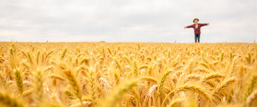 Scarecrow standing in golden wheat field under cloudy sky, rustic charm