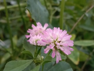 Obraz premium trifolium resupinatum l flower or flower of the Persian clover in the garden.pink trifolium flower with green background 