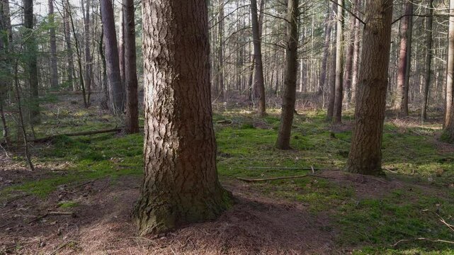 Pine forest bathed in soft light at the end of winter, transitioning to early spring. Slider right to left.