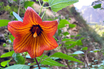 Canary Island bellflower or Canarina canariensis, Bicacaro flower growing in Barranco de Badajoz canyon,Tenerife is a beautiful endemic wild plant of Canary Islands,Spain.Selective focus.