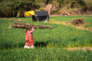 Woman Carrying Bundle of Logs on Head, Rajasthan India
