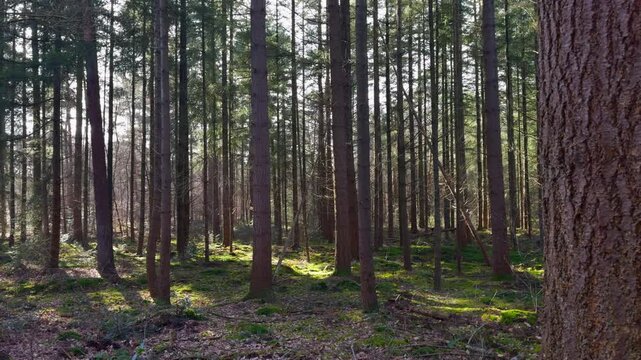 Sunlight filters through tall pine trees in a tranquil forest during early spring. Slider right to left.