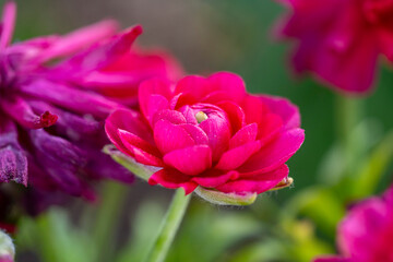luck, year, greeting, happy, carnation, hope, branch, good, chinese, gong, kung, pussy, feng, fat, shui, decoration, hey, new year, peonies, choy, peony, blossom, flower, spring, rose, red, pink, rose