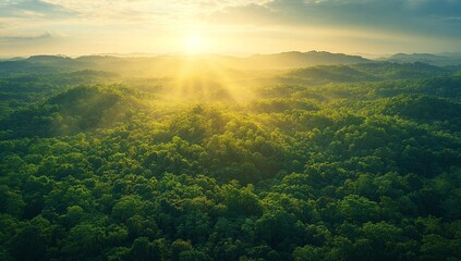 Sunrise over a lush green forest, creating a breathtaking view of nature's beauty. Golden sunlight filters through the canopy.