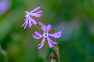 Silene colorata is a species of plant in the family Caryophyllaceae. It is native to Lebanon and surrounding mediterranean areas.	