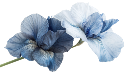 Png of Beautiful blue and white flowers showcasing intricate petals and delicate textures, perfect for adding elegance on transparent background.