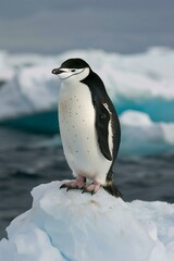 Fototapeta premium penguin in antarctica