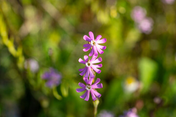 Obraz premium Silene colorata is a species of plant in the family Caryophyllaceae. It is native to Lebanon and surrounding mediterranean areas. 