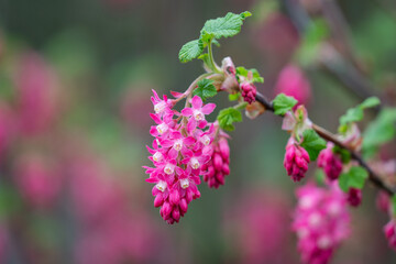 Red Flowering Currant in the Columbia River Gorge, Oregon