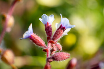 Pulmonaria officinalis, common names lungwort, common lungwort, Mary's tears or Our Lady's milk drops, is a herbaceous rhizomatous evergreen perennial plant of the genus Pulmonaria, belonging to the