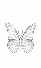 Fototapeta premium butterfly on white