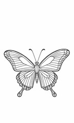 Fototapeta premium butterfly on white background