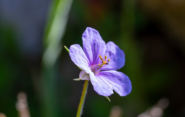 Crane's-bill. Geranium is a genus of 422 species of annual, biennial, and perennial plants that are commonly known as geraniums or cranesbills. They are found throughout the temperate regions of t