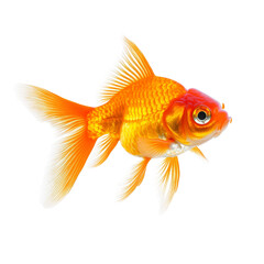 Fototapeta premium Bright goldfish carassius auratus swimming gracefully on a transparent background in a serene aquatic environment, goldfish carassius auratus isolated on transparent background