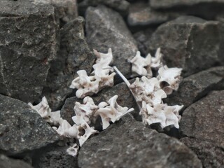 Several white bones on a pile of rocks