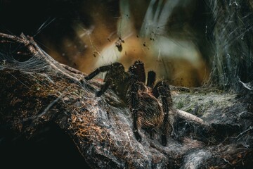 Closeup of a tarantula in a cave	
