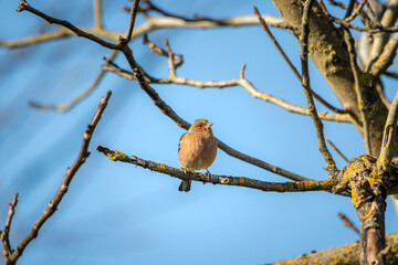 A male Chaffinch (Fringillidae) perching in a tree on a sunny day with a blue sky background.