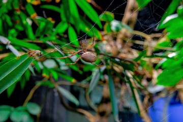 Orb-weaver spider spinning its web