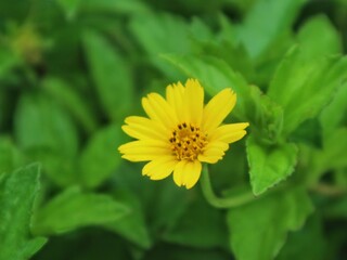 Close-up photo of one of these yellow 