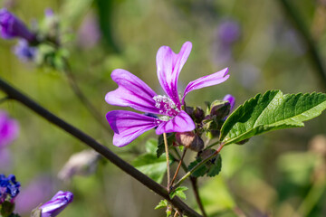 Fototapeta premium Cheeses. Malva sylvestris is a species of the mallow genus Malva, of which it the type species. Known as common mallow to English-speaking Europeans, it acquired the common names of cheeses, high mall