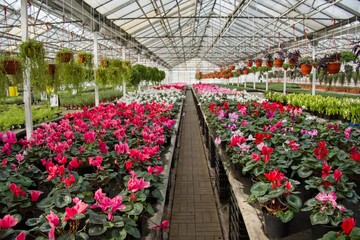 Colorful cyclamen fill the huge greenhouse of the garden center under a glass roof.