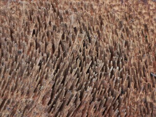 The texture of the coconut tree wood is brown