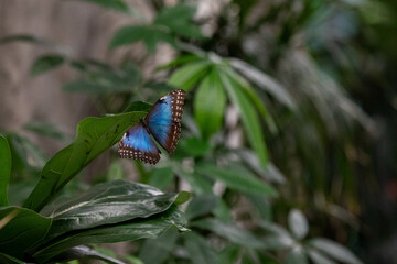 Morpho peleides (in German: Blauer Morphofalter) is an iridescent tropical butterfly found in...