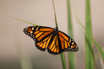 migratory monarch (German: Monarchfalter), Danaus plexippus, is a butterfly known for migrating up to thousands of kilometers